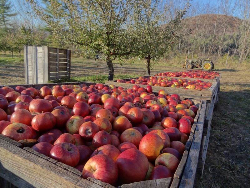 تولید کنسانتره سیب
